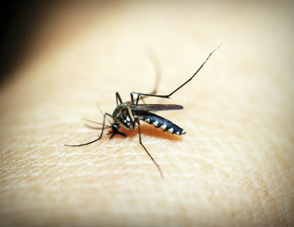 Macro photograph of a mosquito feeding on human skin, showcasing the insect's details.