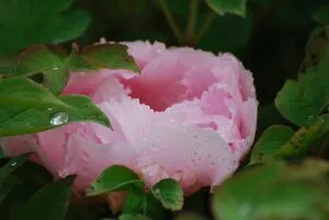 Close-up of a pink peony with fresh dewdrops surrounded by lush leaves.