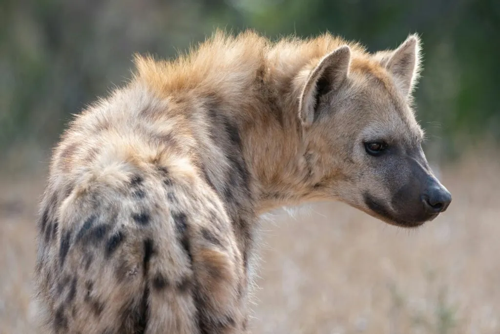 A detailed side profile of a spotted hyena in the wild, showcasing its distinctive fur patterns and habitat.