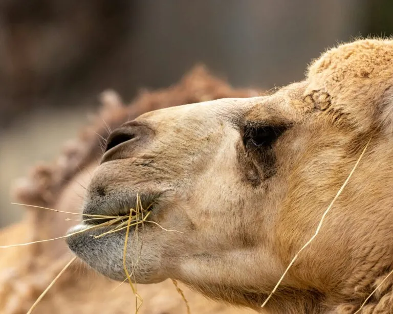 a close up of a camel eating grass