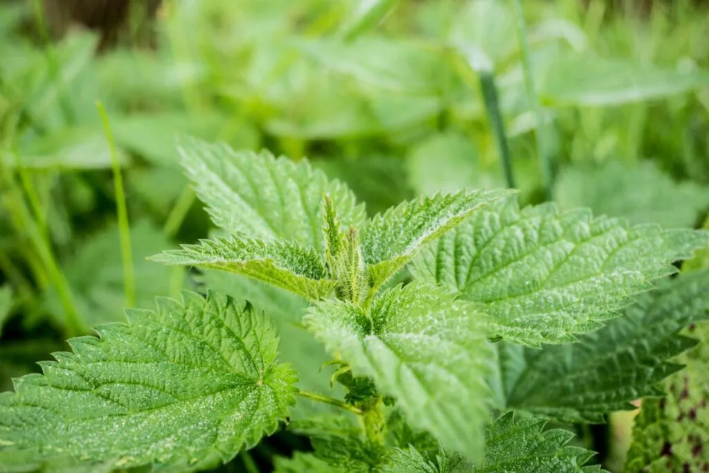 Detailed image of fresh green stinging nettle leaves with fine texture in natural light.