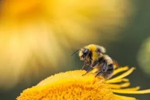 ape vola sul fiore
