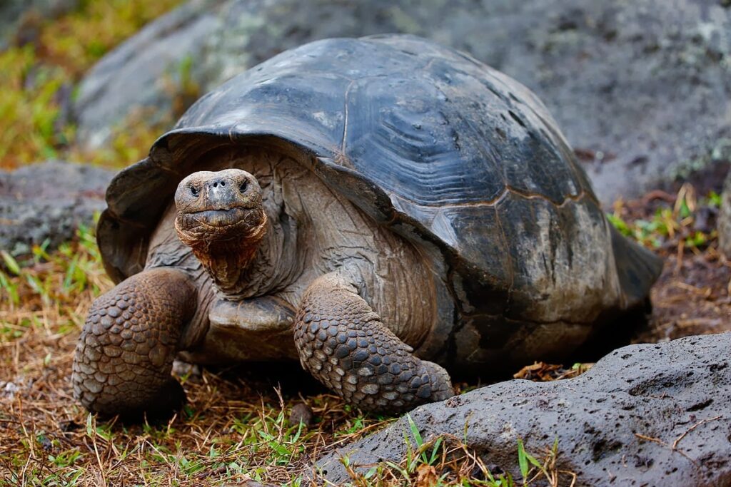 Tartaruga Galapagos