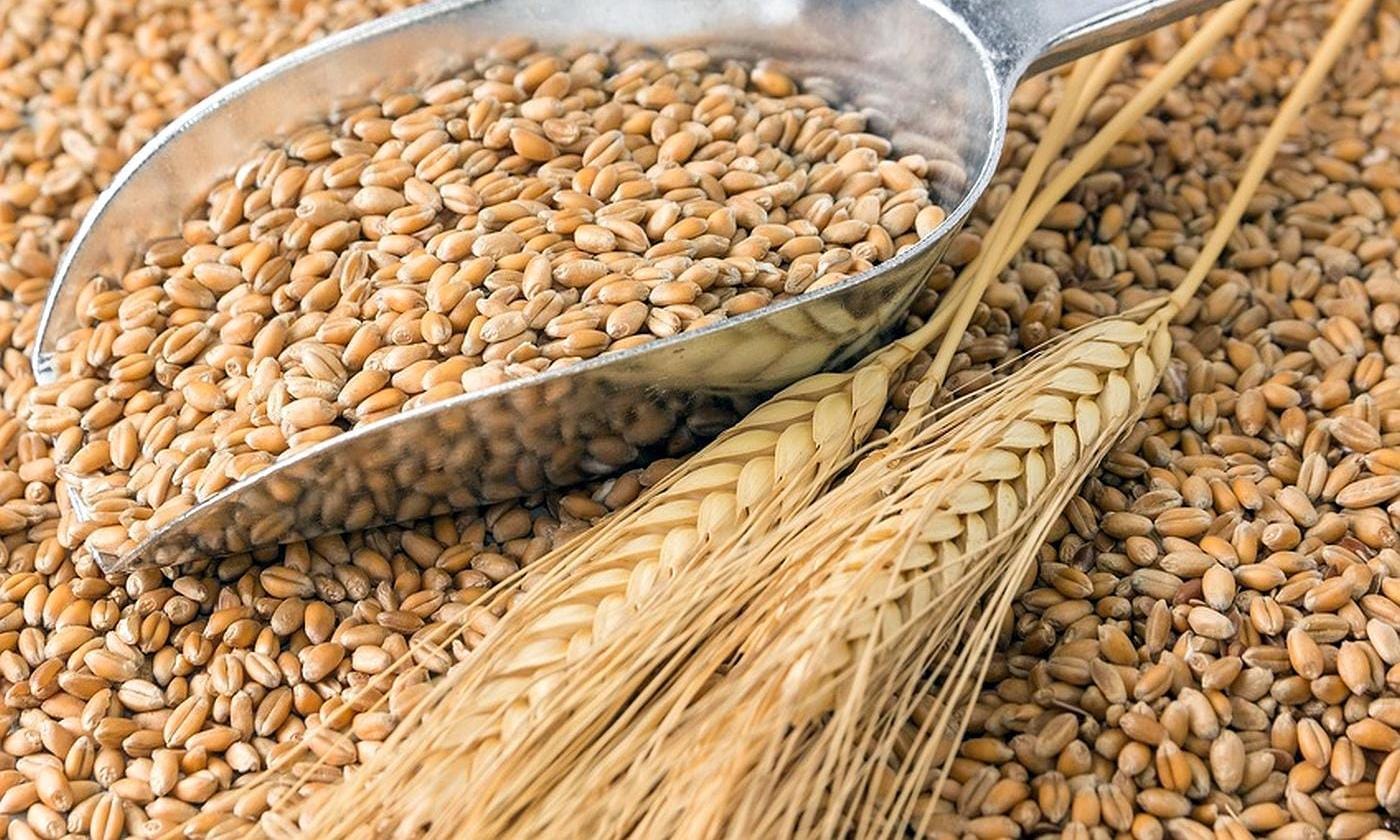 il chicco di grano