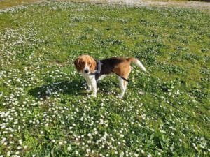 Lussy a casetta Eugenio