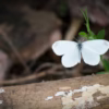 farfalla bianca