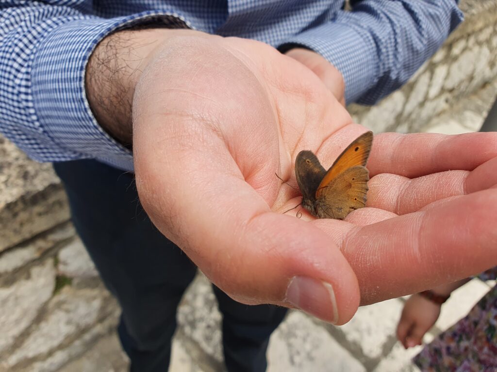 Remigio tiene in mano farfalla monarca
