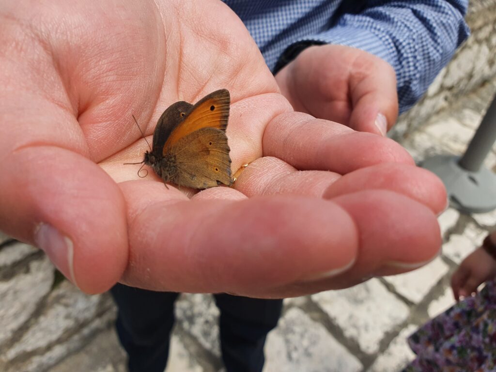 Remigio tiene in mano farfalla monarca