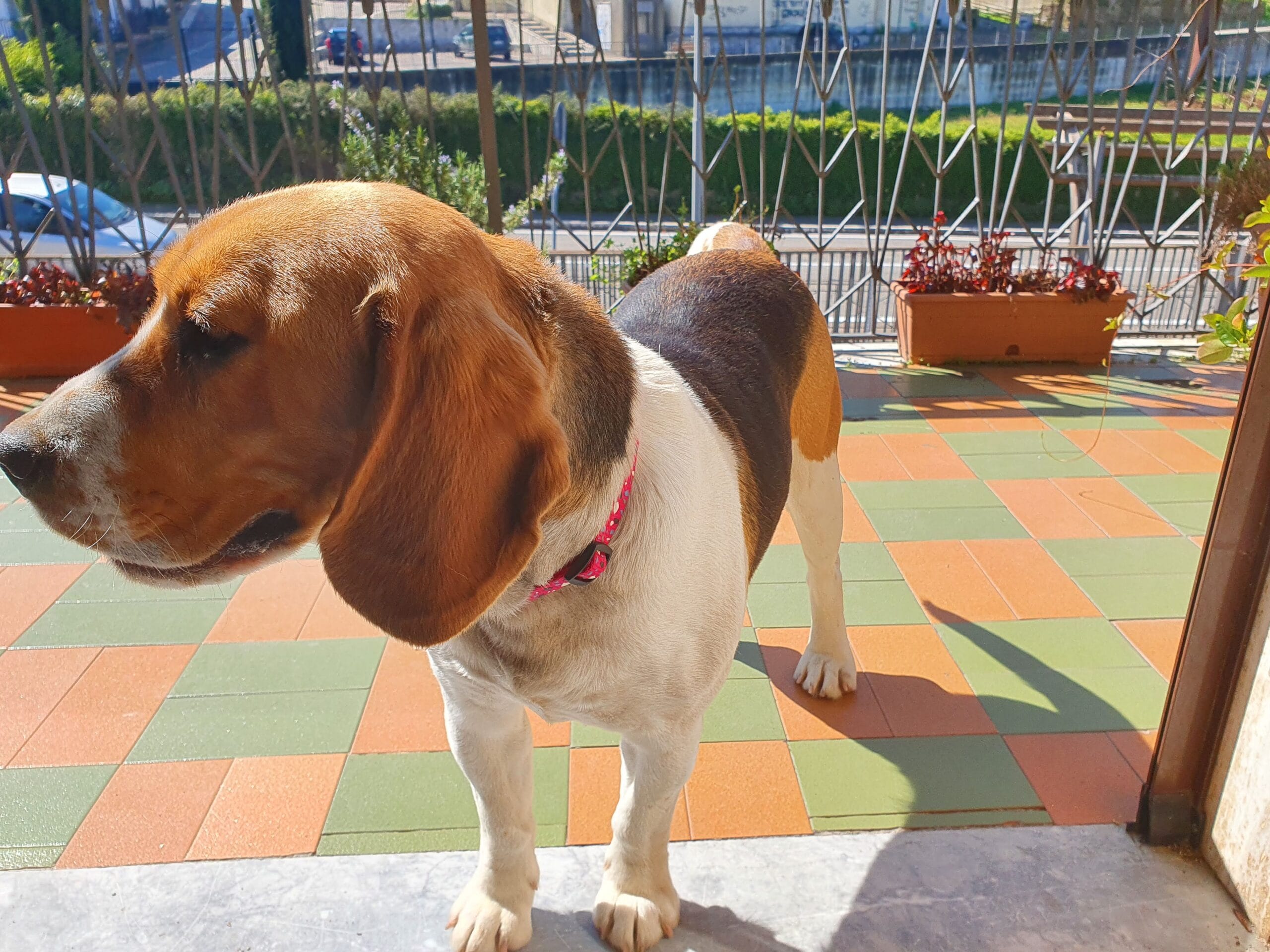 la nostra beagle Lussy: il cane