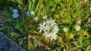 fiori a casetta di Eugenio