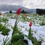 i tulipani e la neve