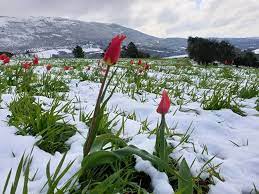 i tulipani e la neve