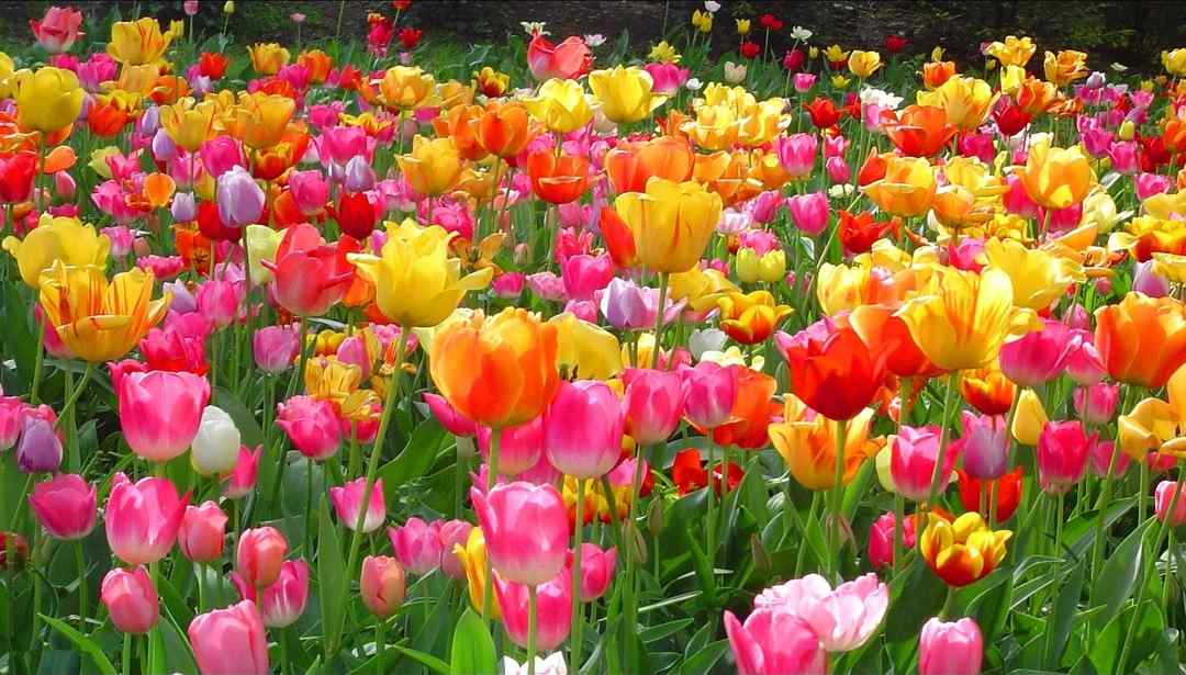 i tulipani e la neve