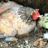 Mamma chioccia e il pulcino