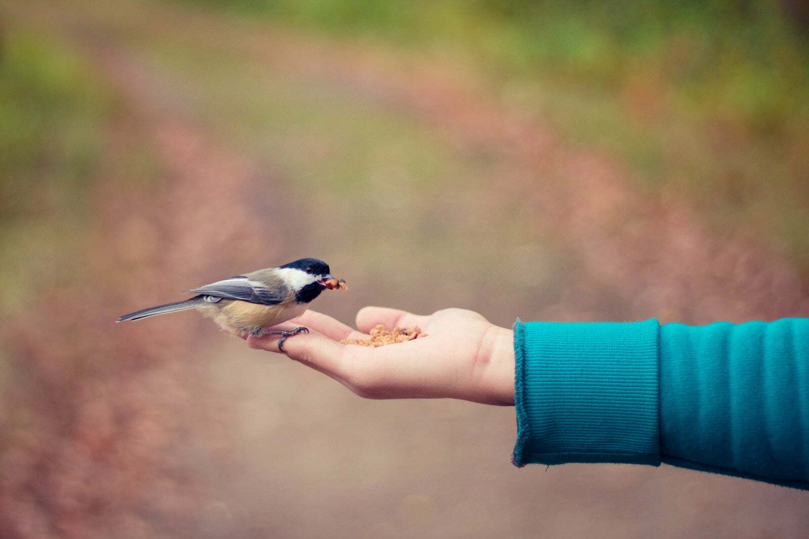 uccellino fra le mani