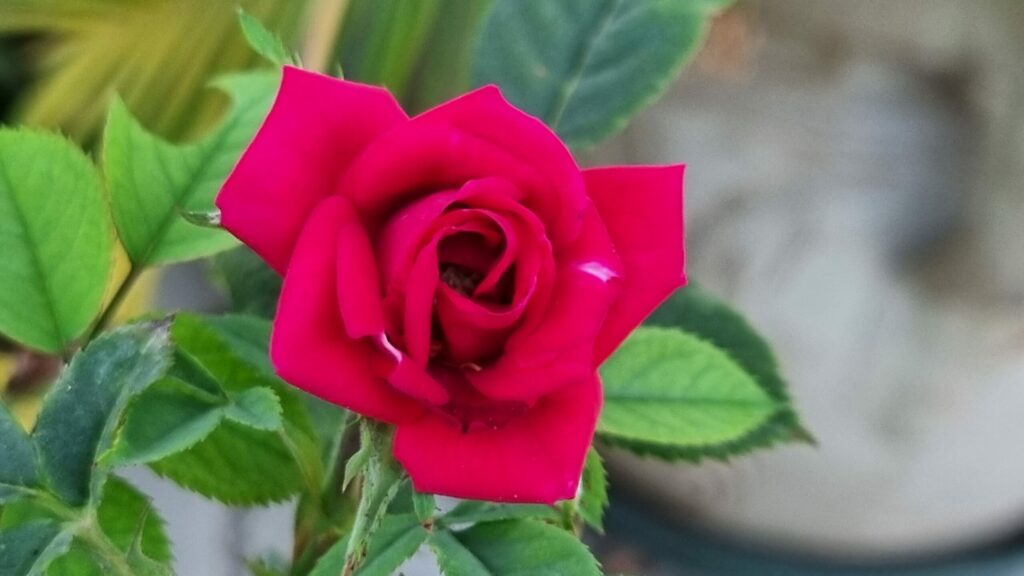 fiorita una rosa