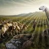 pecore in mezzo ai lupi