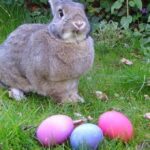 il coniglietto di pasqua del re 2