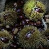 castagne