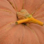 zucca gigante