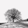 albero solitario