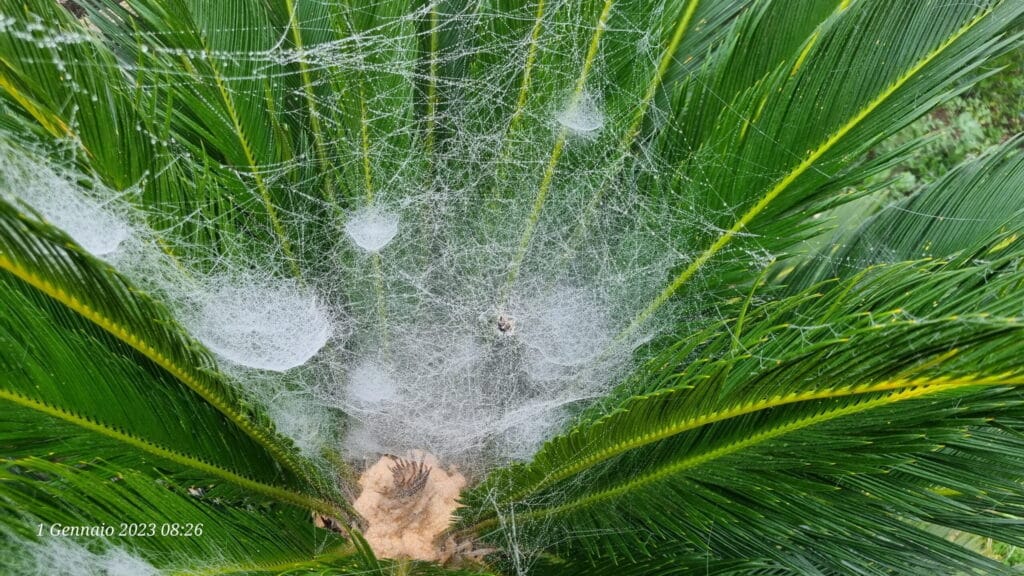 ragnatele mattutine nella cicas