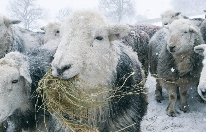 pecore e neve