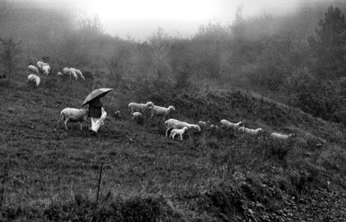 pecore sul monte