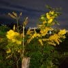 mimose di notte