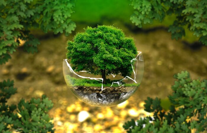 protezione ambientale, albero in bicchiere rotto