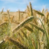 campo di grano con cielo