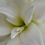 Eugene's lily