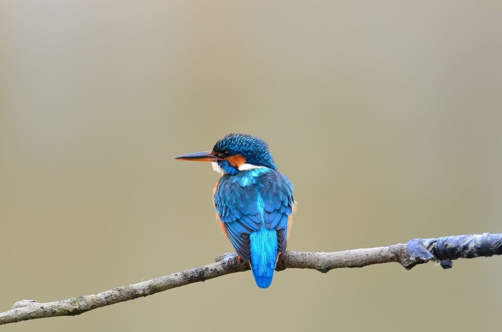 uccellino sopra il pino