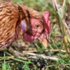 Una gallina vanitosa