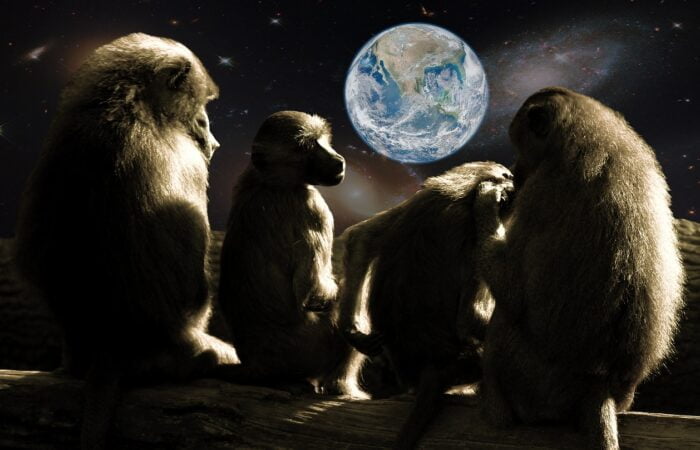 Maimuțe noaptea