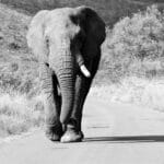 african elephant, bull, walking