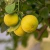 limoni