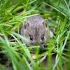 mouse, small animal, garden