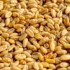 chicci di grano