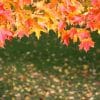 leaves, autumn, fall, foglie di autunno