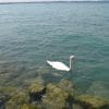Cigno nel lago di Garda anno 2010