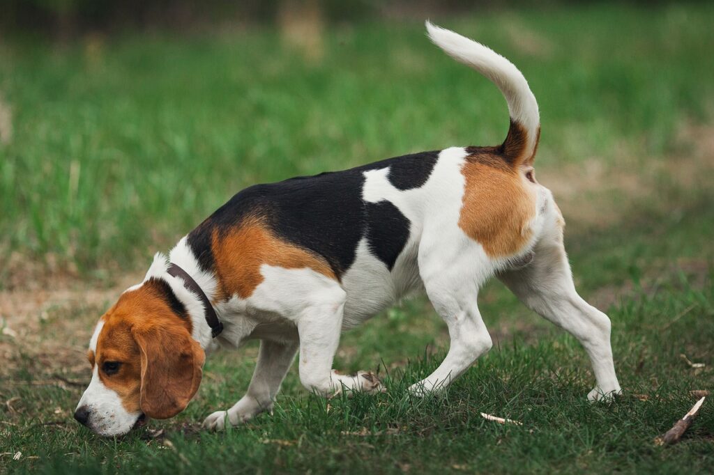Lussy e Kobe beagle innamorati