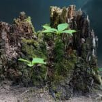 tree stump, live new, tree