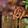 mouse, rodent, cute