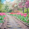 pathway, path, pink tulips, giardino di tulipani