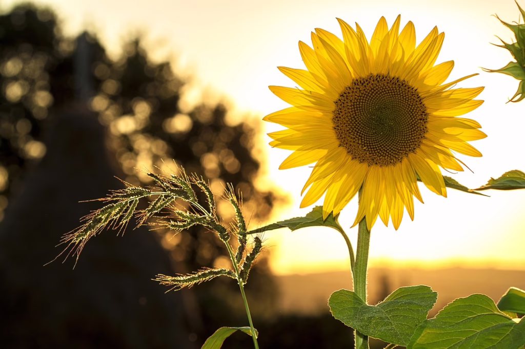 sunflower, flower, plant, girasole