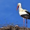 stork, bird, nest, cicogna