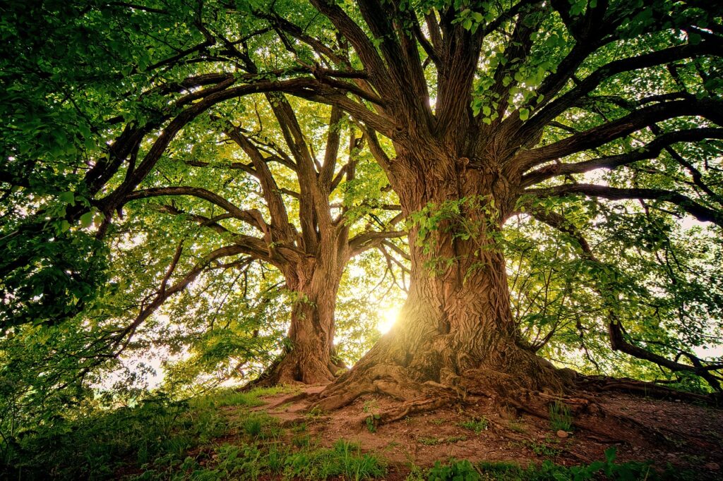 trees, wilderness, nature, alberi