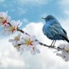 bird, blue, clouds, nuvole, uccellino su fiori di ciliegio