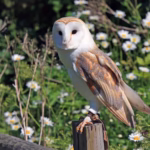owl, bird, wildlife, barbagianni